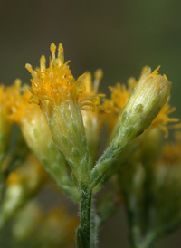 Lance-leaved Goldenrod