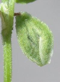 Black Bindweed