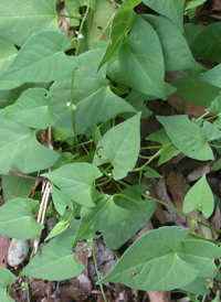 Black Bindweed