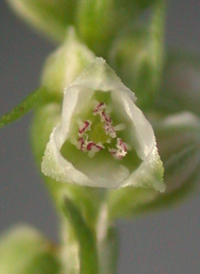 Black Bindweed