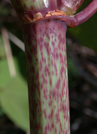 Japanese Knotweed