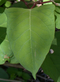 Japanese Knotweed