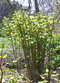 Japanese Knotweed