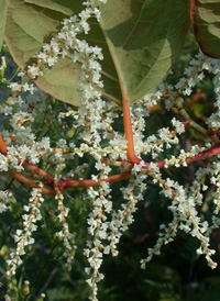 Japanese Knotweed