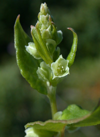 Climbing False Buckwheat