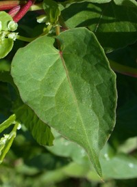 Climbing False Buckwheat