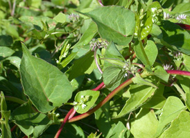 Climbing False Buckwheat