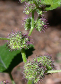 Mulberry-weed