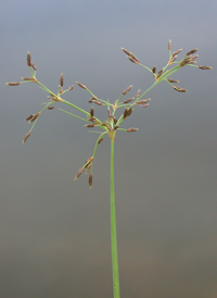 Slender Fimbry