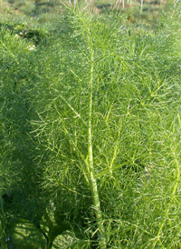 Fennel