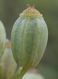 Fennel