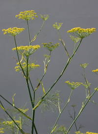 Fennel