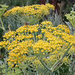 Fennel Fennel