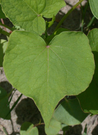 Common Buckwheat