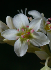 Common Buckwheat