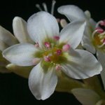 Common Buckwheat