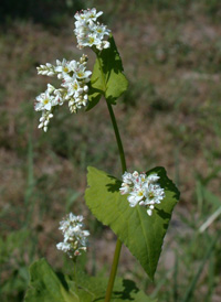 Common Buckwheat