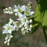 Common Buckwheat Common Buckwheat