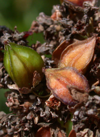 Common Buckwheat