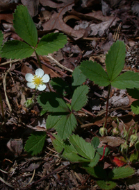 American Strawberry