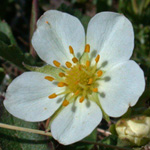 American Strawberry American Strawberry