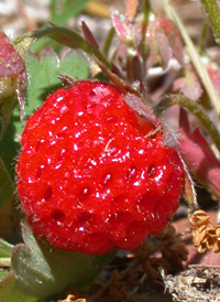 American Strawberry