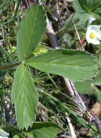 American Strawberry