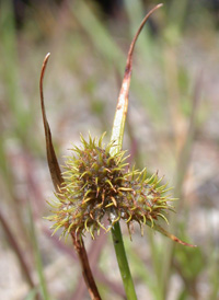 Dwarf Umbrella-sedge