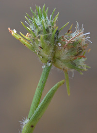 Dwarf Umbrella-sedge