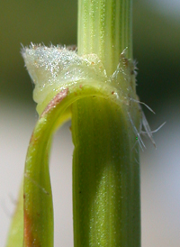 Dwarf Umbrella-sedge