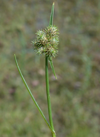 Hairy Umbrella-sedge