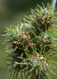 Hairy Umbrella-sedge