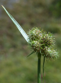 Hairy Umbrella-sedge