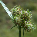 Hairy Umbrella-sedge Hairy Umbrella-sedge