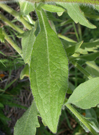 Hybrid Blanket-flower