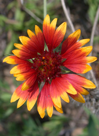 Hybrid Blanketflower