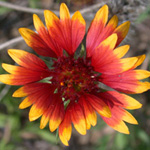 Hybrid Blanketflower