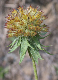 Hybrid Blanket-flower