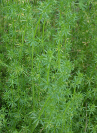 Wall Bedstraw