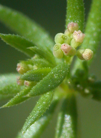 Wall Bedstraw