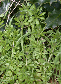 Cleavers