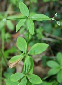 Licorice Bedstraw