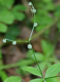 Licorice Bedstraw