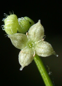 Licorice Bedstraw