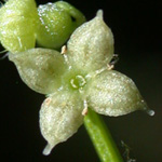 Licorice Bedstraw Licorice Bedstraw