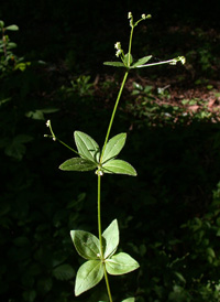 Licorice Bedstraw