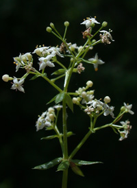 Hedge Bedstraw