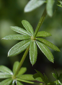 Hedge Bedstraw