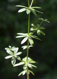 Hedge Bedstraw