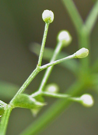 Hedge Bedstraw